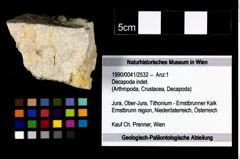 Foto (Objekt + Etikett) von Decapoda indet.  (NHMW-GEO-1990-0041-2532)